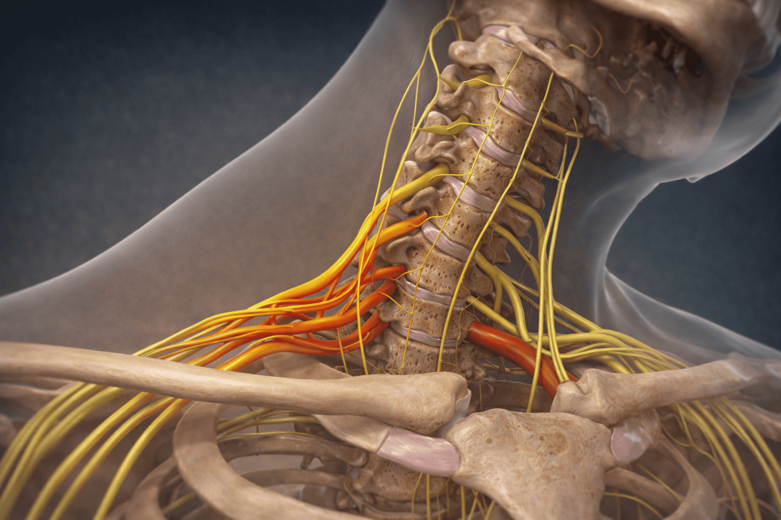 Unlocking the Mysteries of the Brachial Plexus
